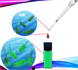 AIE技术检测细菌内毒素试剂盒模型